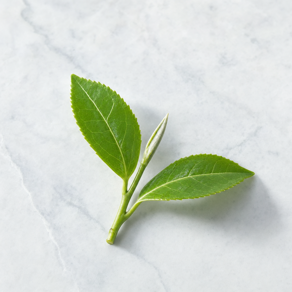A slim sprig of fresh green tea-plant leaves with one bud and two unfurled leaves on a pale grey stone surface