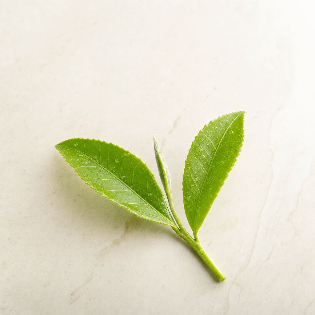 A slim sprig of fresh green tea-plant leaves with one bud and two unfurled leaves on a pale stone surface