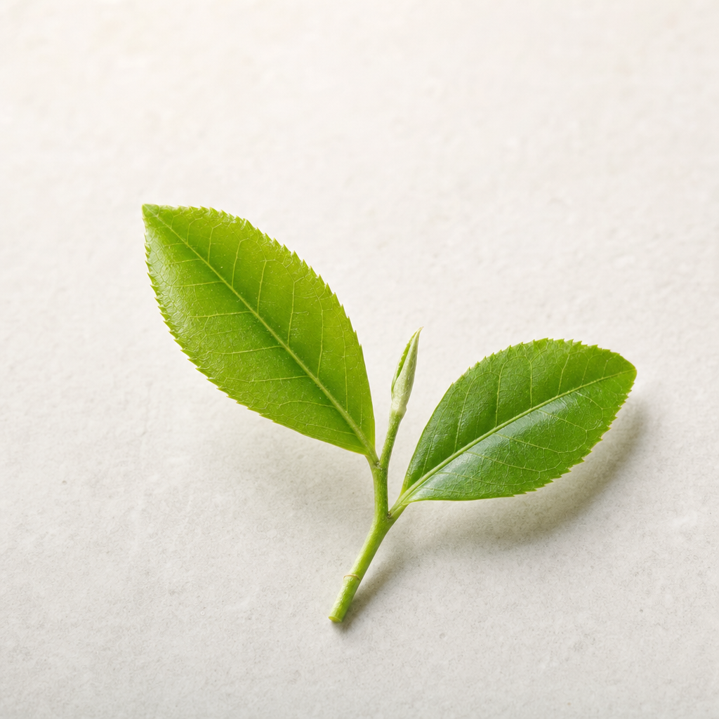 A slim sprig of fresh green tea-plant leaves showing one bud and two well-developed leaves on a pale stone surface