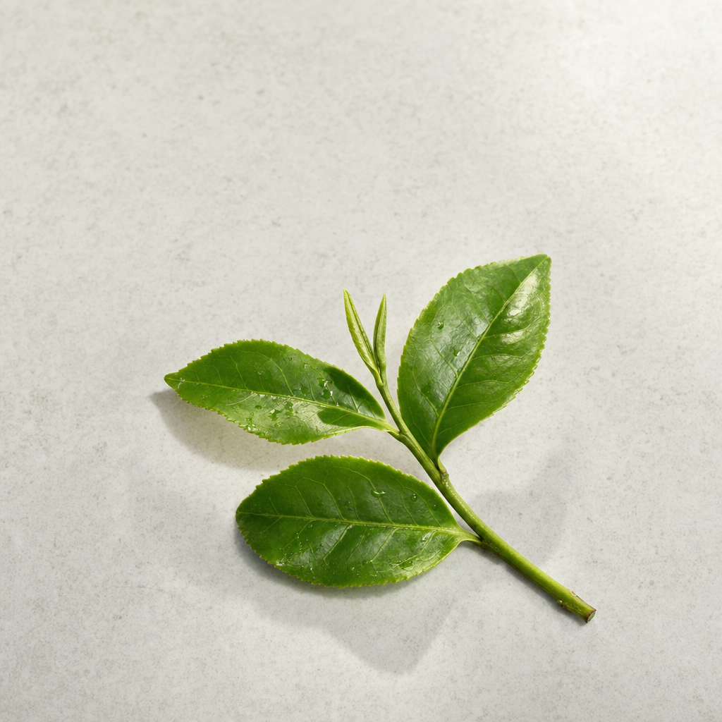 A fresh sprig of glossy green tea-plant leaves on a pale stone surface